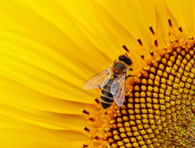 Allergy & Hayfever